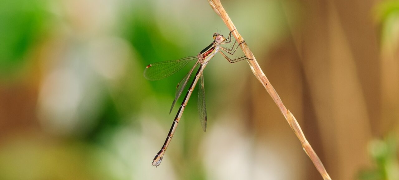 Small Emerald Damselfly (Lestes virens)