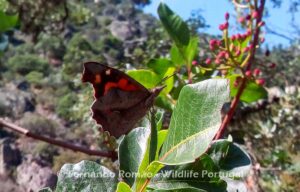 Nettle Tree Butterfly (Libythea celtis)