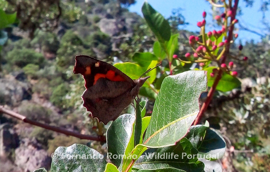 Nettle Tree Butterfly (Libythea celtis)