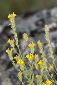 Linaria saxatilisDouro Internacional