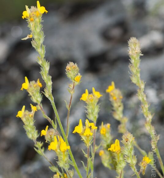 Linaria saxatilisDouro Internacional