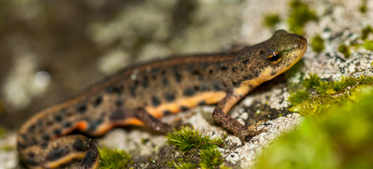 Bosca's Newt (Lissotriton boscai)