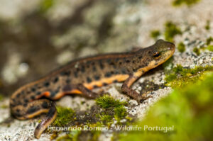 Bosca's Newt (Lissotriton boscai)