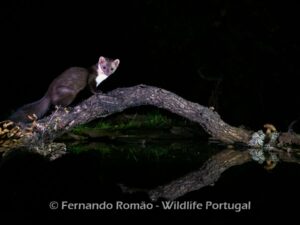 Beech Marten (Martes foina)
