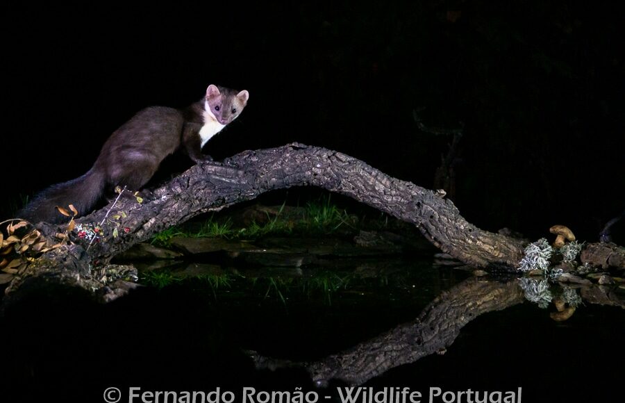 Beech Marten (Martes foina)