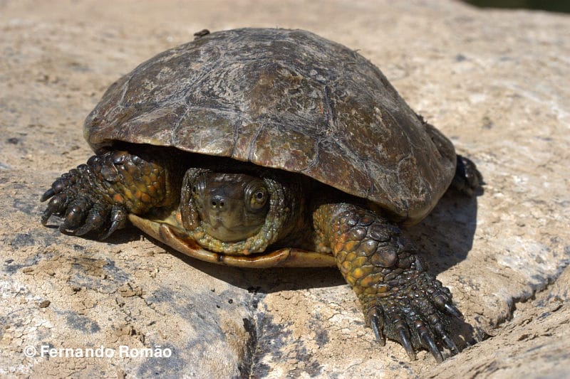 Mediterranean Terrapin (Mauremys leprosa)
