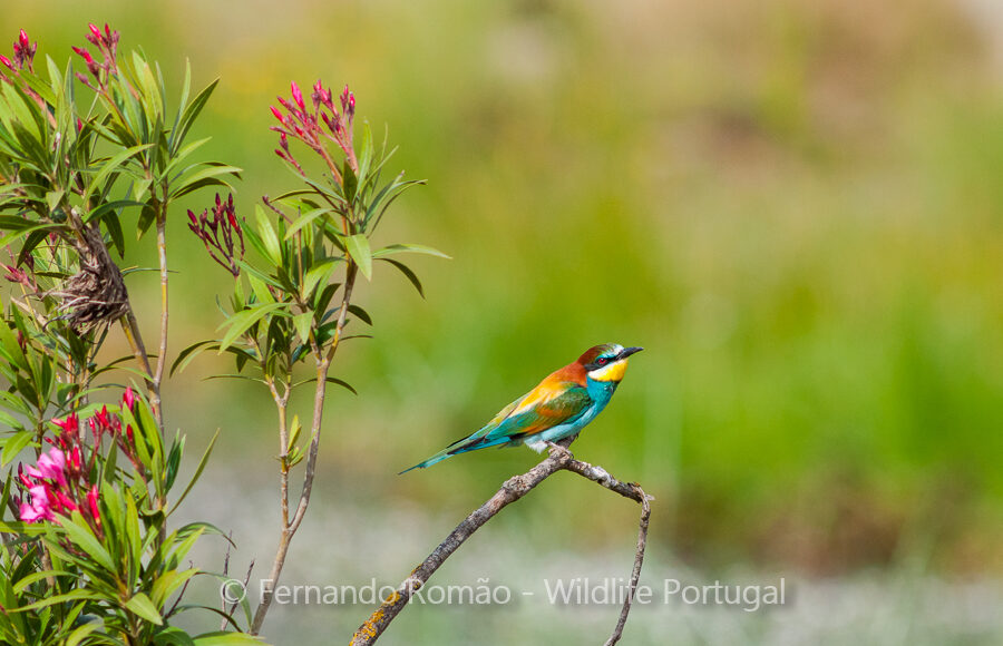 Bee Eater (Merops apiaster)