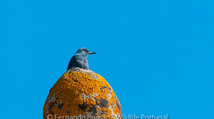 Blue Rock Thrush (Monticola solitarius)