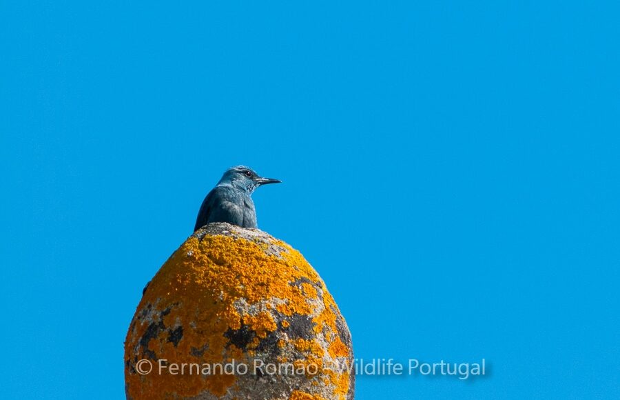 Blue Rock Thrush (Monticola solitarius)