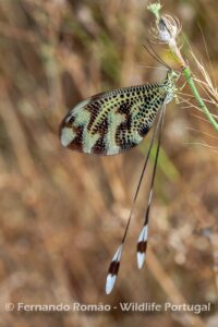 Neuroptera (Nemoptera bipennis)