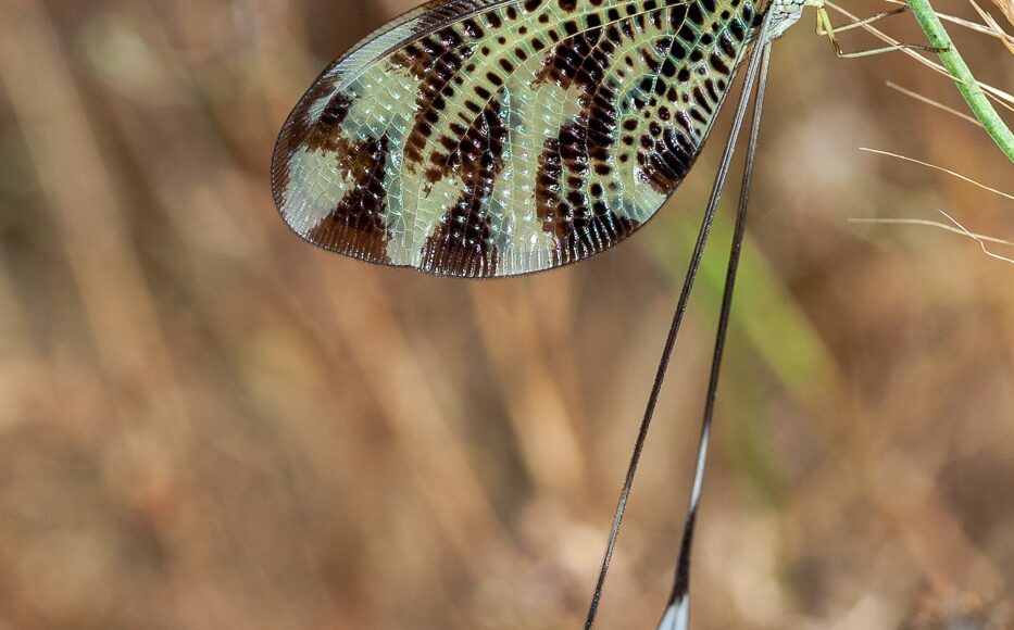 Neuroptera (Nemoptera bipennis)