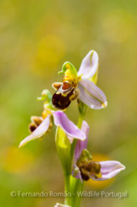 Bee Orchid (Ophrys apifera)