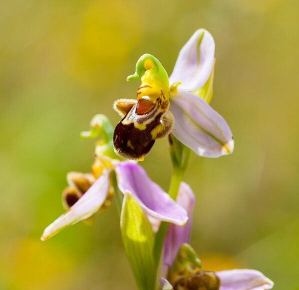 Bee Orchid (Ophrys apifera)