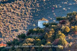 Traditional Dovecote