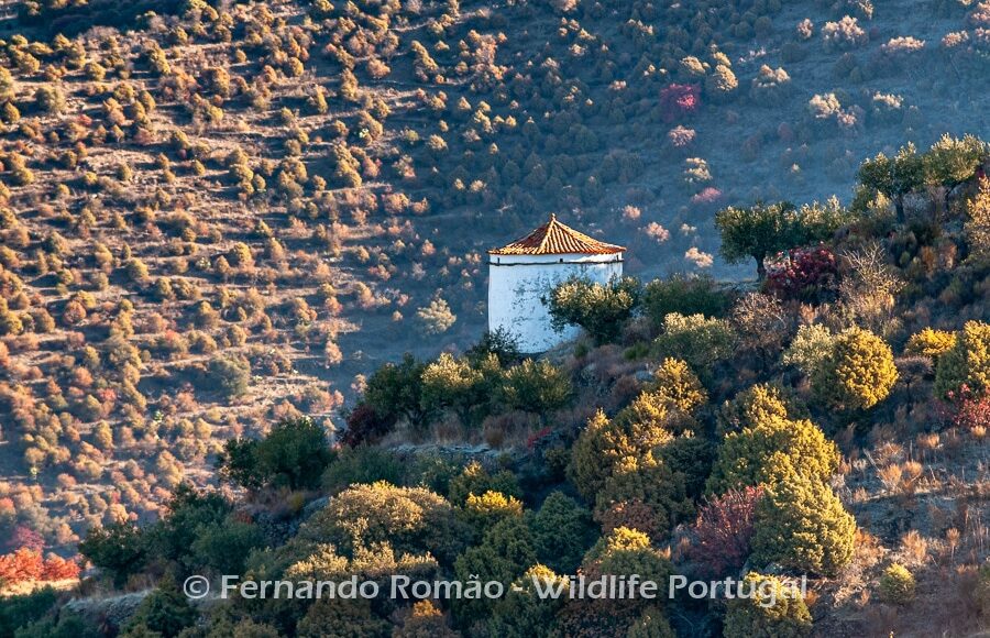 Traditional Dovecote