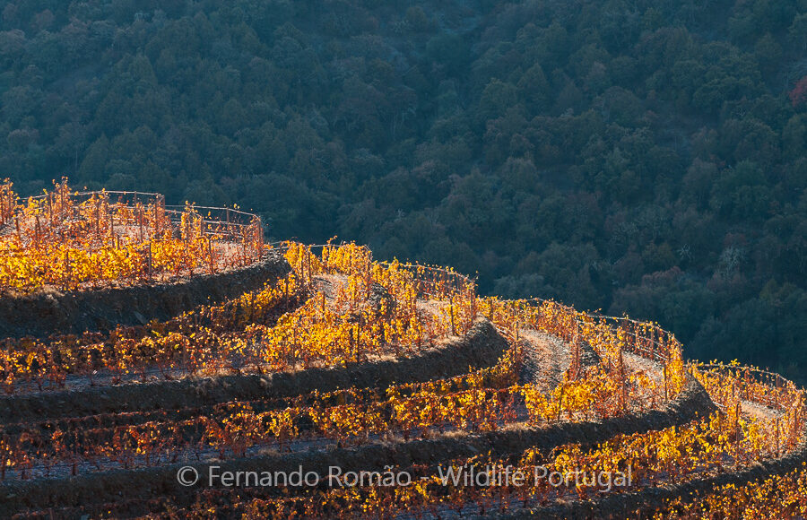 Upper Douro vineyards