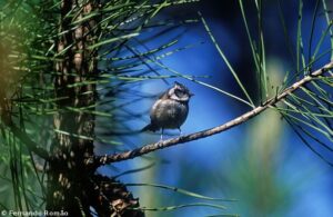 Chapim-de-poupa (Lophophanes cristatus)