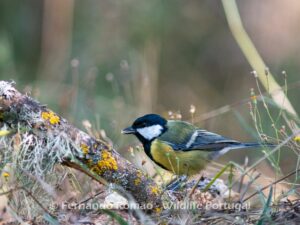 Chapim-real (Parus major)