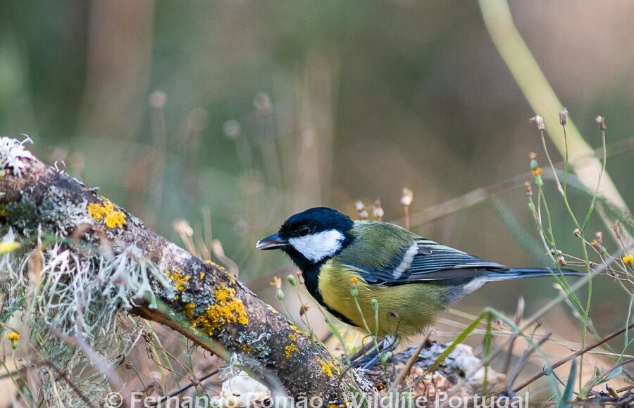 Chapim-real (Parus major)