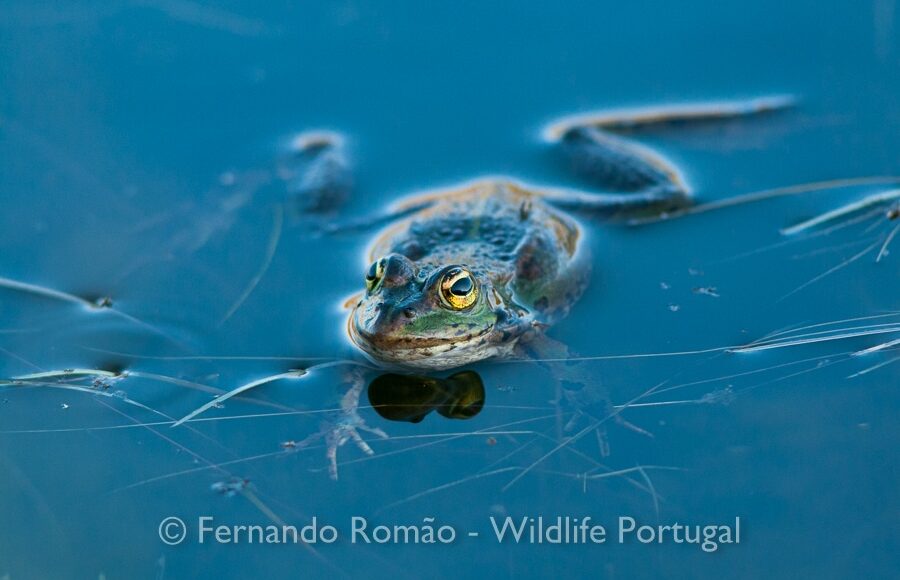Green Frog (Pelophylax perezi)
