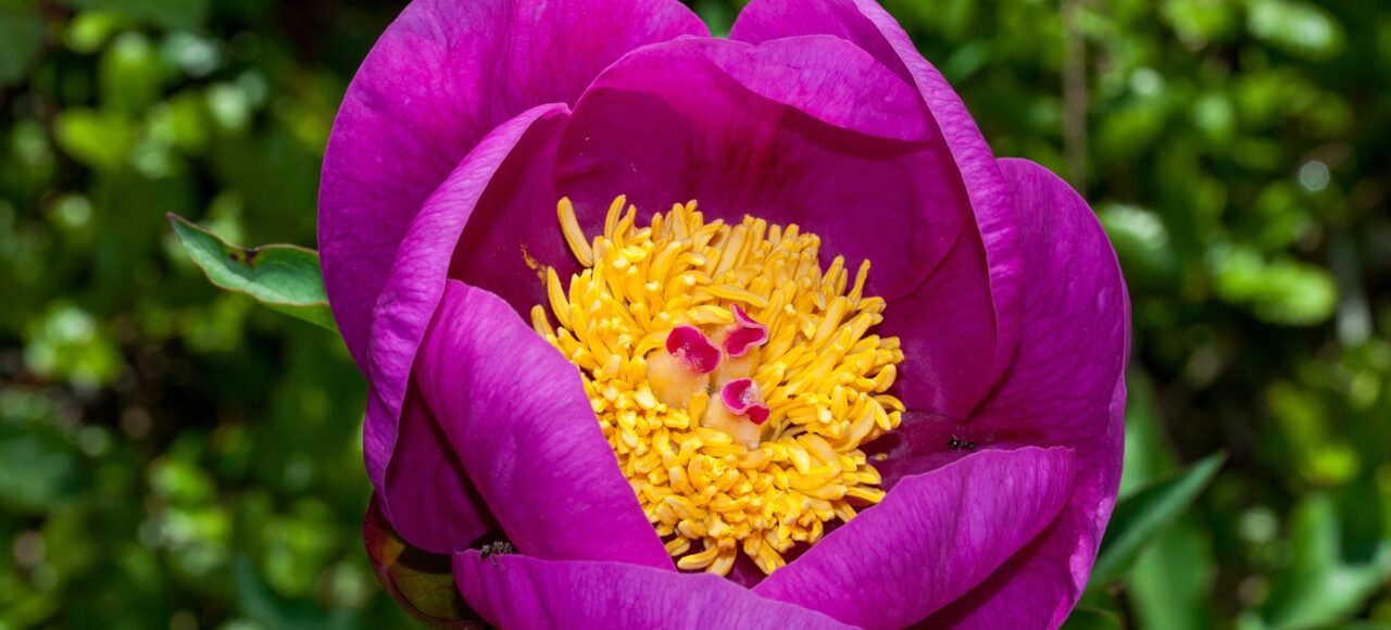 Wild Peony
