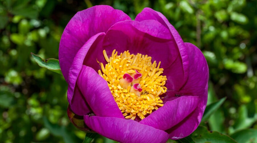 Wild Peony