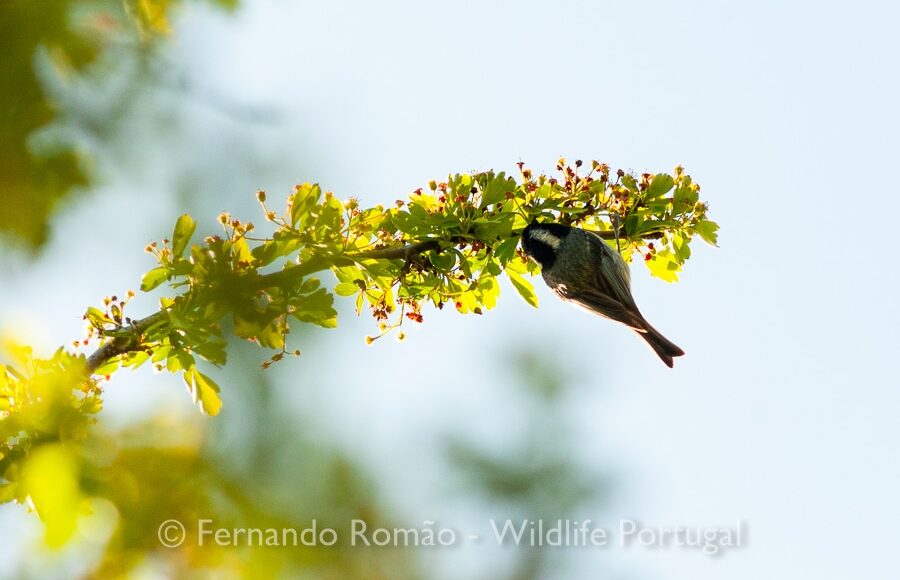 Chapim-carvoeiro (Periparus ater)