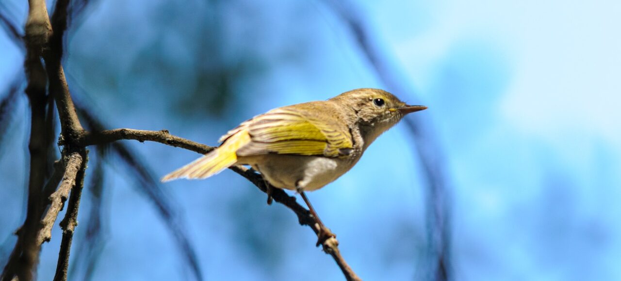 Felosa-de-papo-branco (Phylloscopus bonelli)