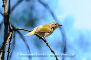 Felosa-de-papo-branco (Phylloscopus bonelli)