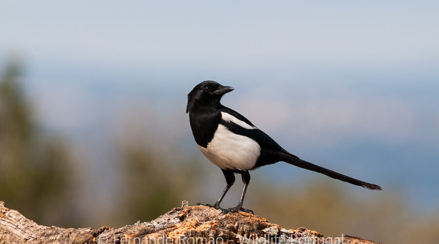 Magpie (Pica pica)