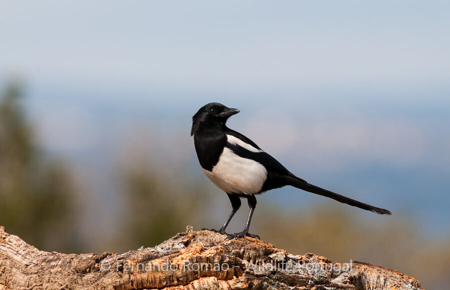 Magpie (Pica pica)