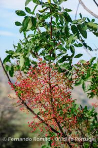 Turpentine tree (Pistacia terebinthus)