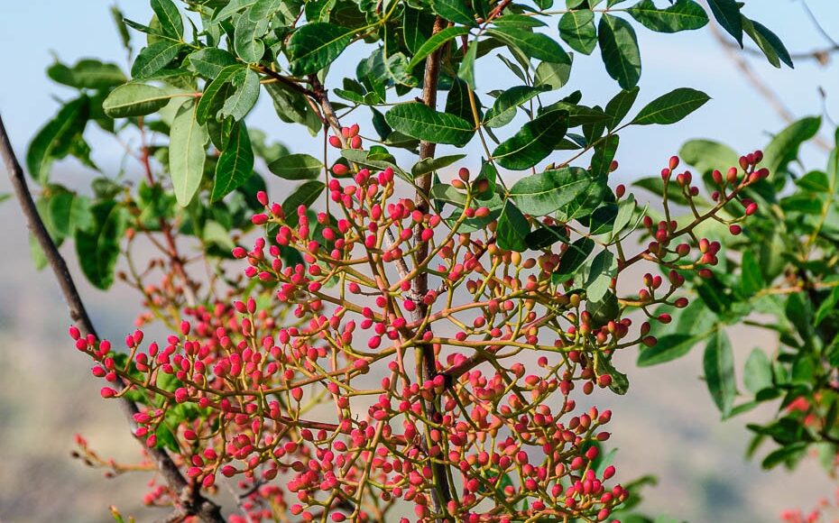Turpentine tree (Pistacia terebinthus)