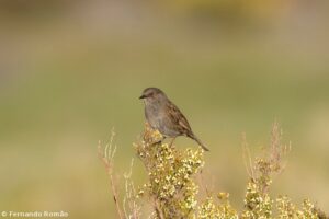 Ferreirinha-comum (Prunella modularis)