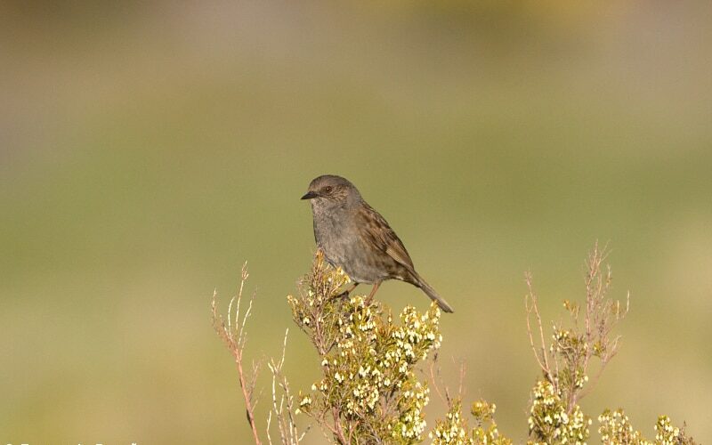 Ferreirinha-comum (Prunella modularis)