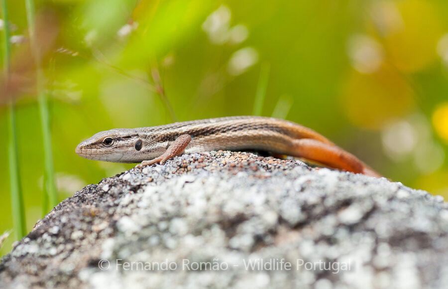 Large Psammodromus (Psammodromus algirus)