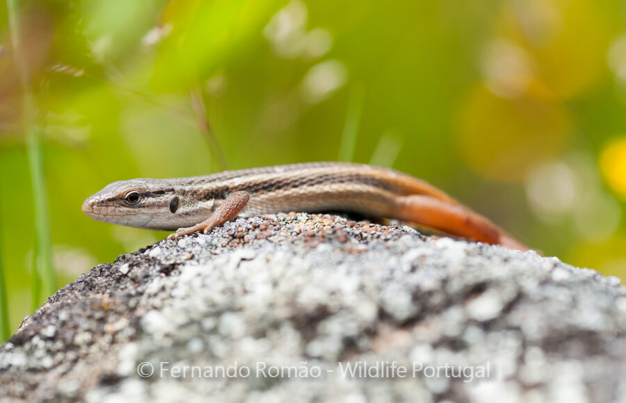 Large Psamodromus (Psammodromus algirus)