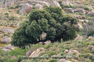 Cork Oak (Quercus suber) at Ermo das Águias Rewilding Area