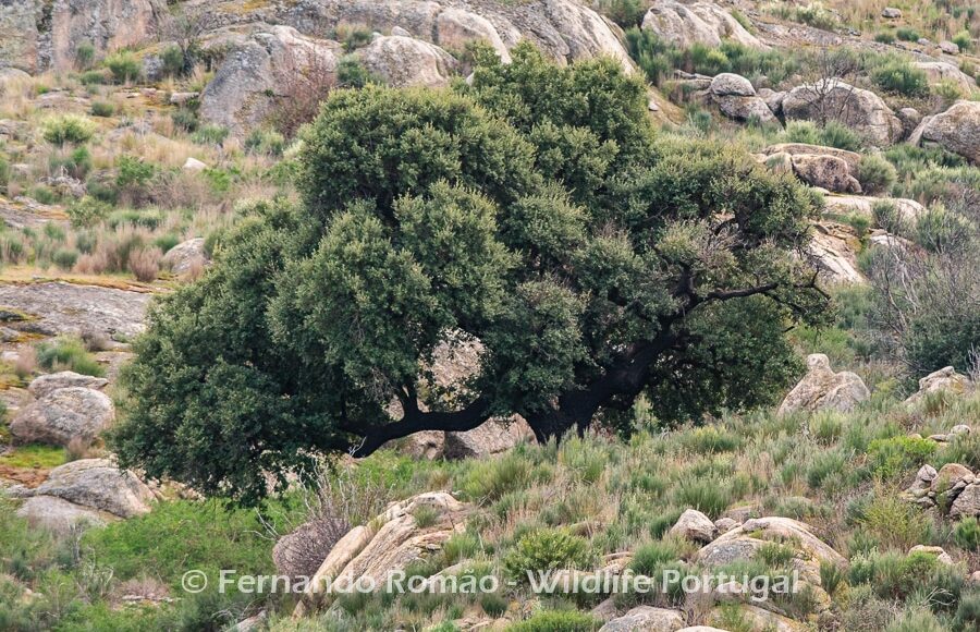 Cork Oak (Quercus suber) at Ermo das Águias Rewilding Area