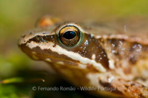 Iberian Frog (Rana iberica)
