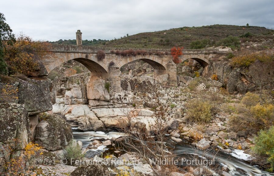 Old bridge over Coa River