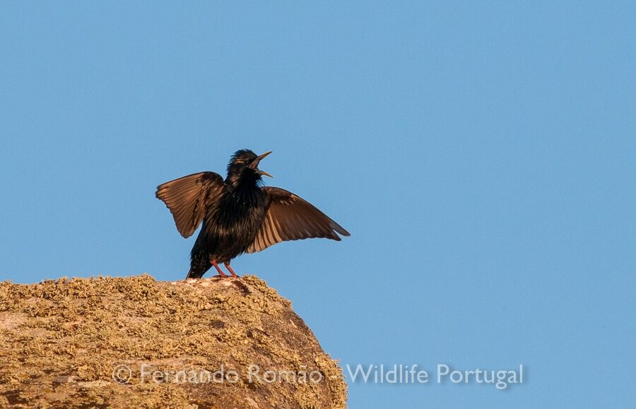 Spotless Starling (Sturnus unicolor)
