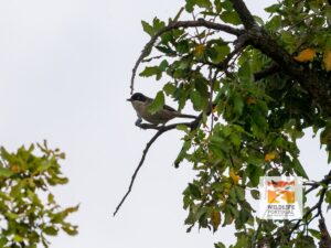 Toutinegra-real (Curruca hortensis)