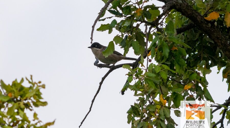 Toutinegra-real (Curruca hortensis)