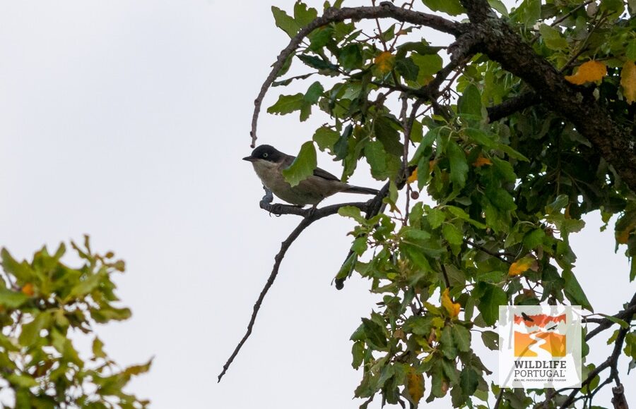 Toutinegra-real (Curruca hortensis)
