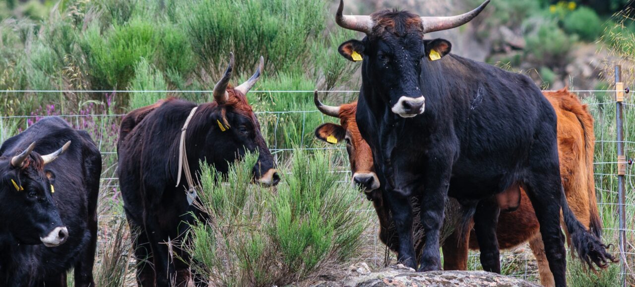 Taurus