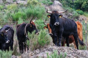 Taurus