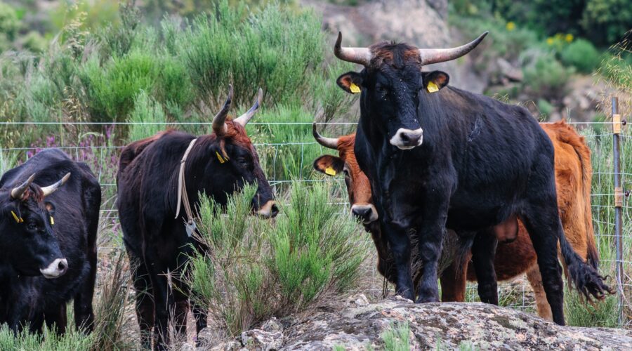 Taurus