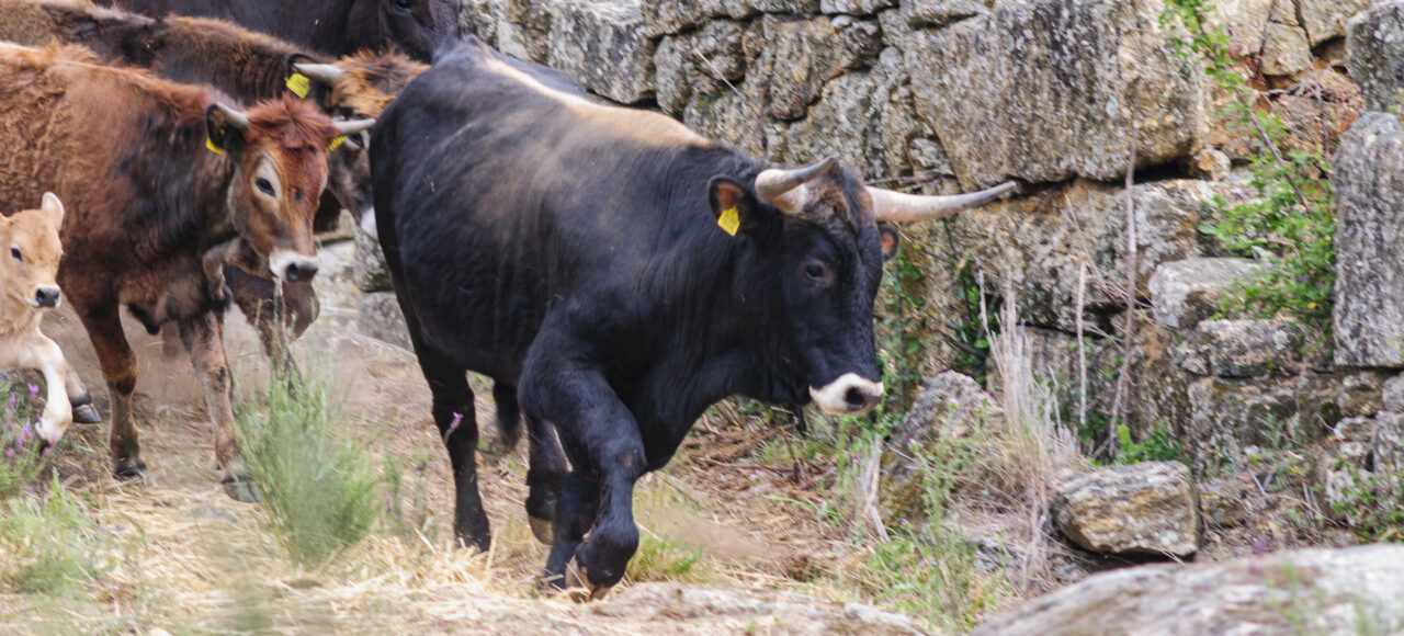 Taurus