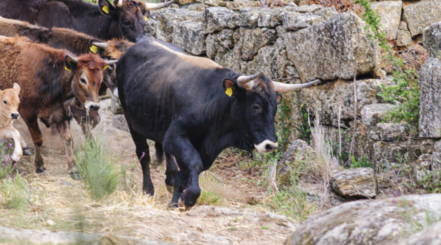 Taurus